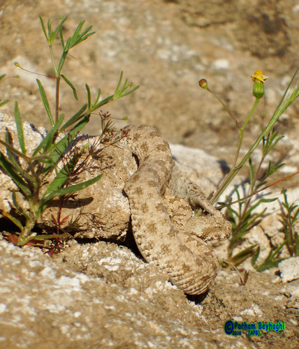 Image of Spider-tailed Horned Viper