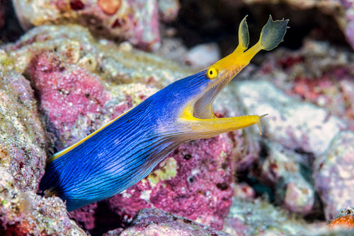 Image of Ribbon Eel