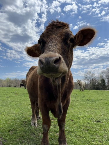 Image of Domestic Cattle