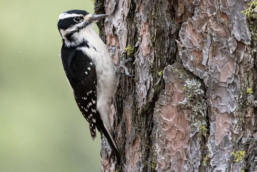 Image of Hairy Woodpecker