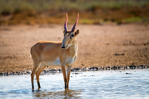 Image of Saiga antelope