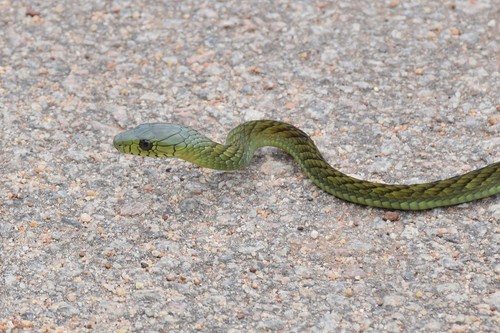 Image of Western Green Mamba