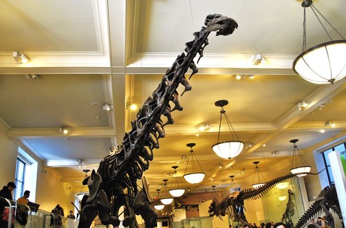 Image of Brontosaurus