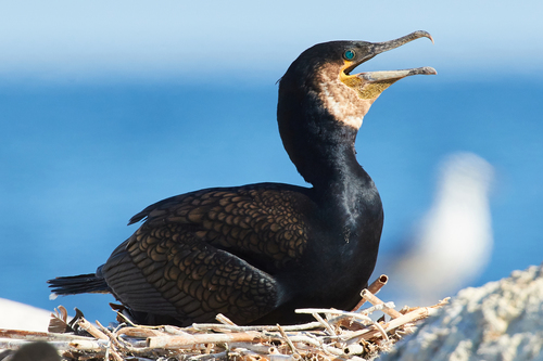 Image of Great Cormorant