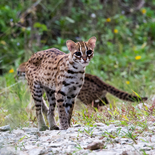 Image of Leopard Cat