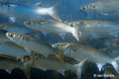 Image of Flathead mullet