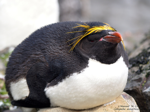 Image of Macaroni Penguin