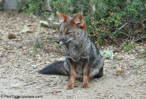 Image of Darwin's fox