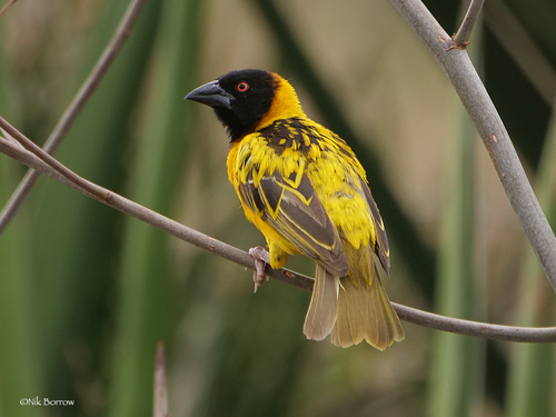 Image of Village Weaver