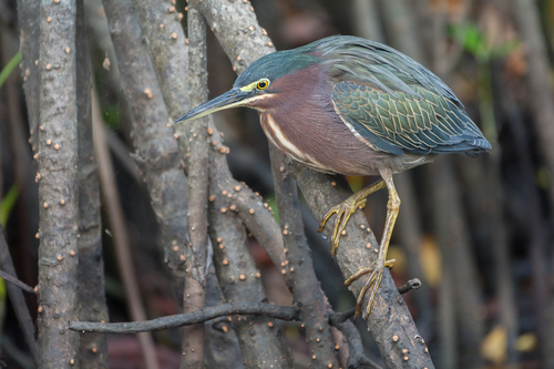 Image of Green Heron