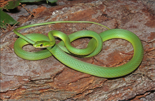 Image of Rough Green Snake