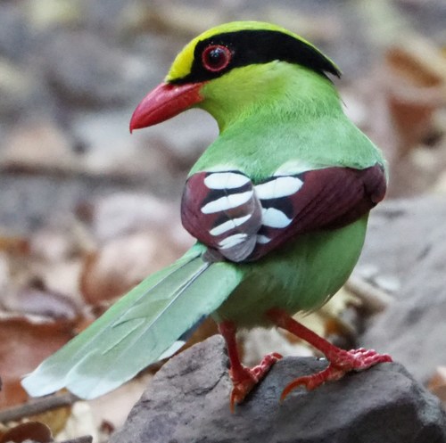 Image of Common Green Magpie