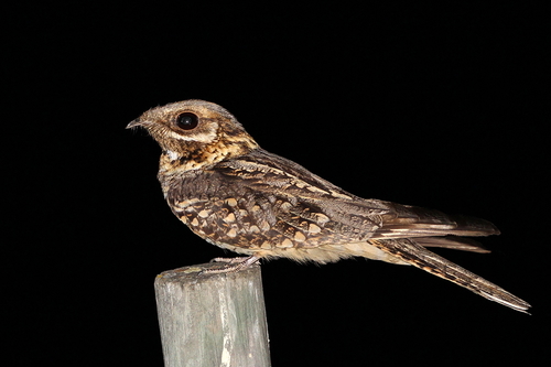 Image of Red-necked Nightjar,