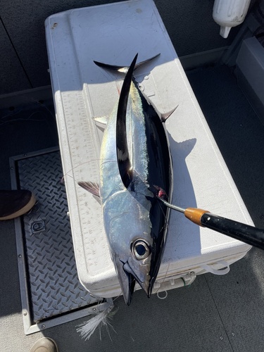 Image of Albacore