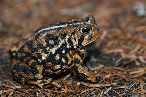 Image of American Toad