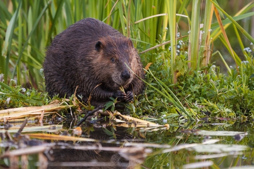 Image of North American Beaver