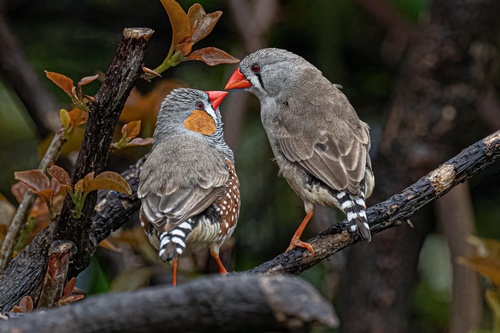 Image of Zebra Finch