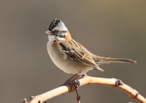 Image of Rufous-collared Sparrow