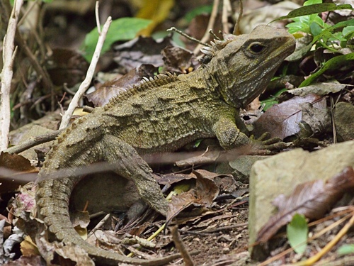 Image of Tuatara