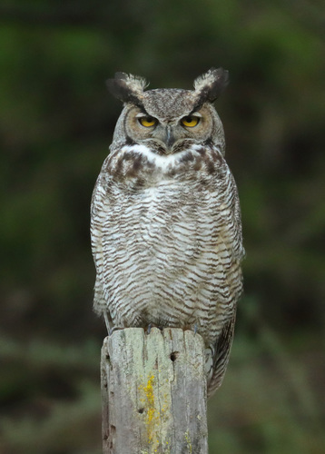 Image of Great Horned Owl