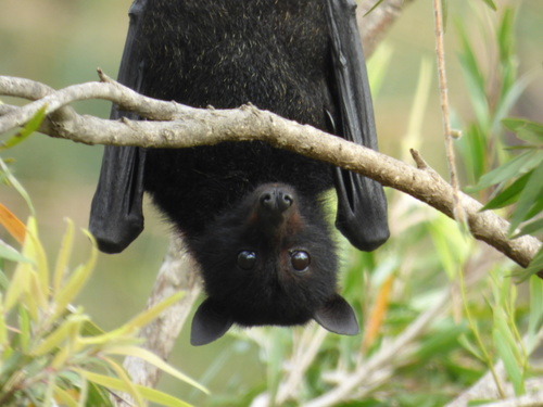 Image of Black flying fox