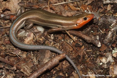 Image of Common Five-lined Skink