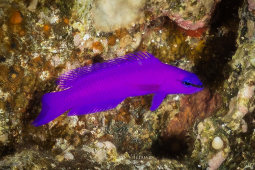 Image of Orchid Dottyback