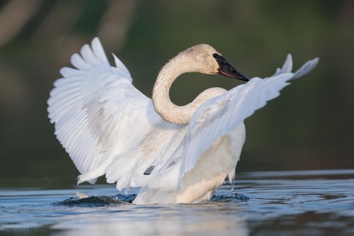 Image of Trumpeter Swan