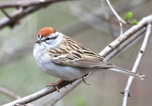 Image of Chipping Sparrow