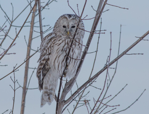 Image of Ural Owl