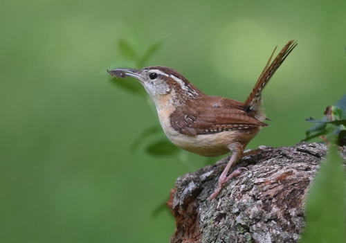 Image of Carolina Wren