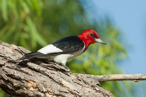 Image of Red-headed Woodpecker