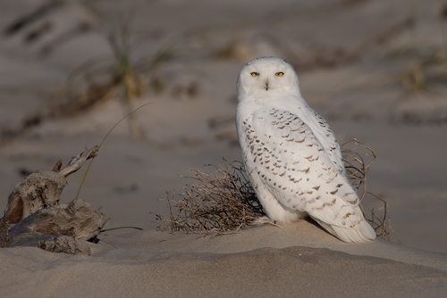 Image of Snowy Owl