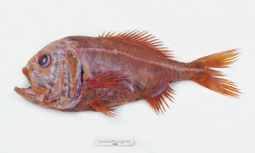 Image of Orange roughy