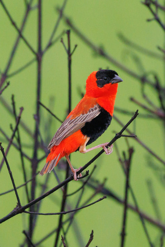 Image of Northern Red Bishop