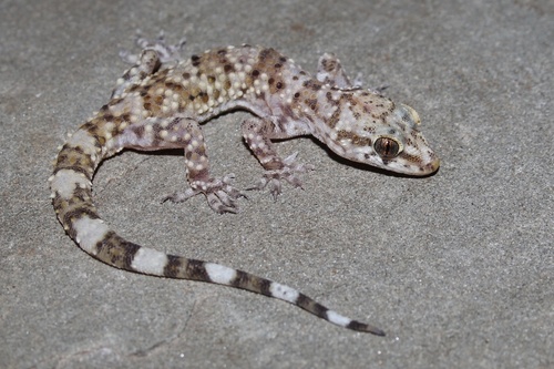 Image of Mediterranean House Gecko