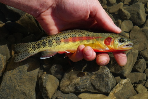 Image of Golden Trout