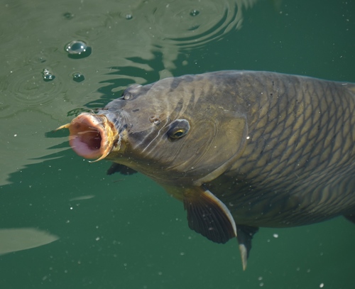 Image of Common Carp