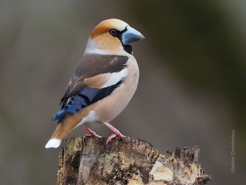 Image of Hawfinch