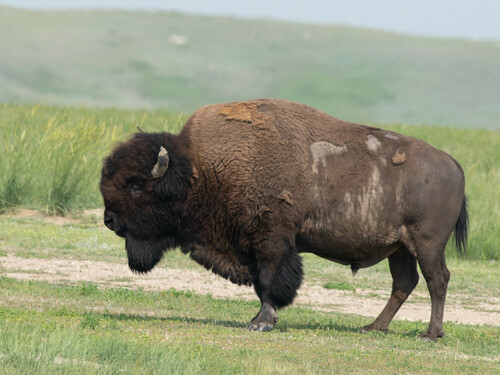 Image of American bison