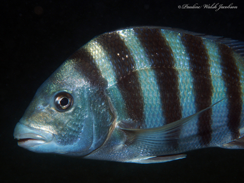 Image of Sheepshead