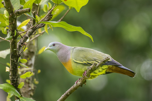 Image of Pink-necked Green Pigeon