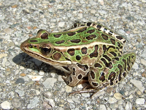 Image of Northern Leopard Frog