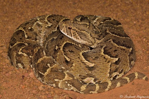 Image of Puff Adder