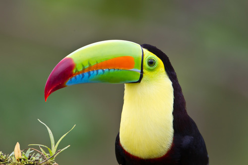 Image of Keel-billed Toucan