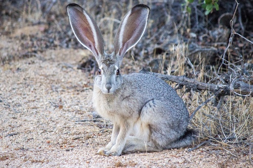 Image of Black-tailed Jackrabbit