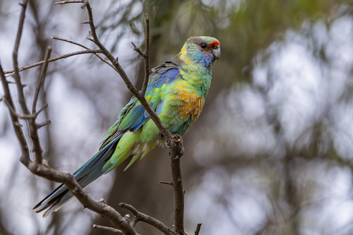 Image of Australian Ringneck