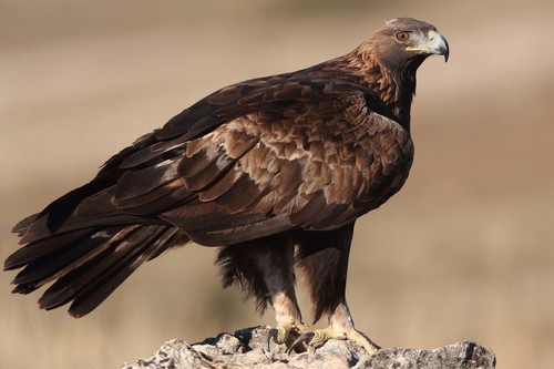 Image of Golden Eagle