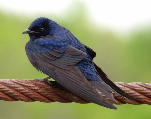 Image of Purple Martin