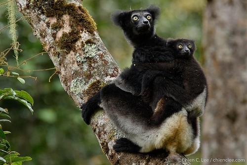 Image of Indri